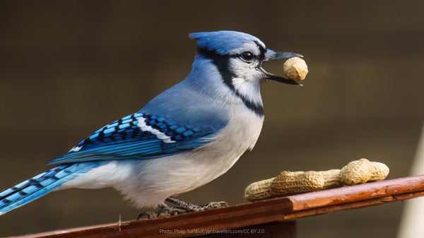 a blue jay with a peanut