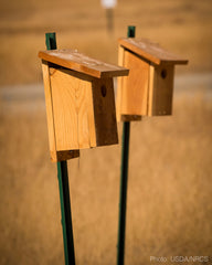 bluebird boxes attached to t posts