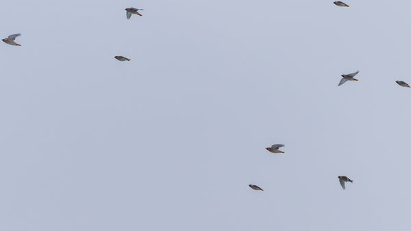 bohemian waxwing flock