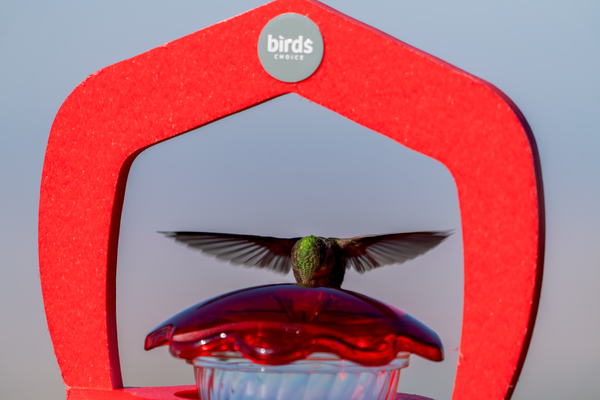 a broad-tailed hummingbird feeds at a hummingbird feeder