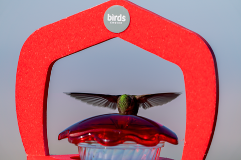 a broad-tailed hummingbird feeds at a birds choice hummingbird feeder