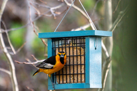 A Bullock's Oriole sits on a suet feeder.