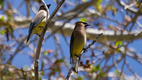 cedar waxwing in the forest