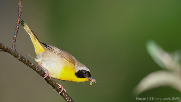 a common yellowthroat carries an insect
