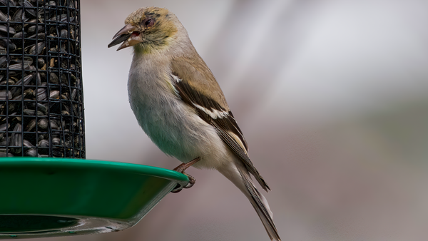 an american goldfinch displays conjunctivitis symptoms