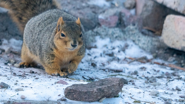 a fat fox squirrel walks through the snow