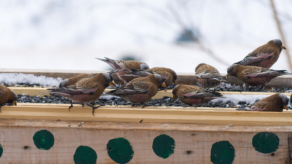 gray-crowned rosy-finches sit on a platform feeder