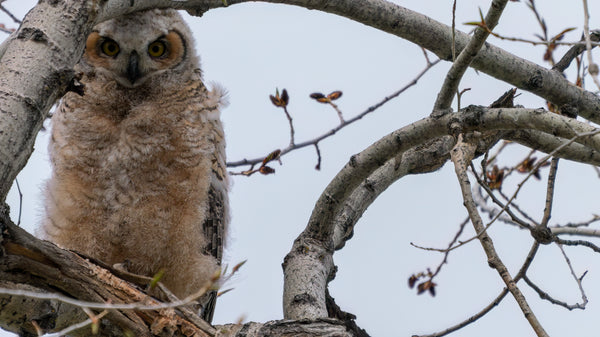 A baby Great Horned Owl sits outside of its nest.