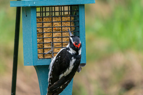 A Hairy Woodpecker sits on a suet feeder with a tail prop.