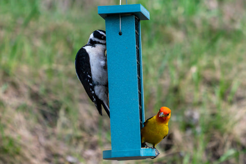 a hairy woodpecker and a western tanager share a suet feeder