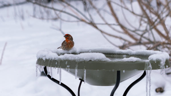 house finch on a heated birdbath in the snow