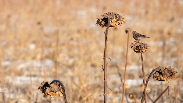 A House Finch sits on a sunflower head.