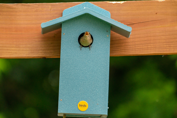 a house wren sings from a nest box