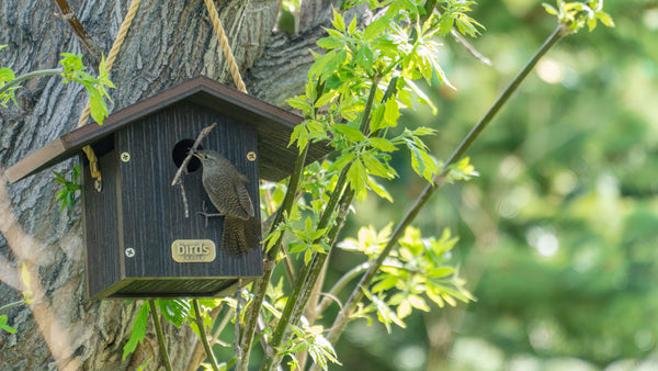 a house wren attempts to stuff a stick into a birds choice spruce creek wren house