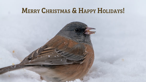 a junco eats white millet while sitting in the snow and text above the bird reads "merry christmas and happy holidays"