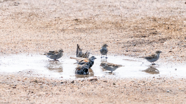 a flock of thick-billed longspurs bath in a puddle