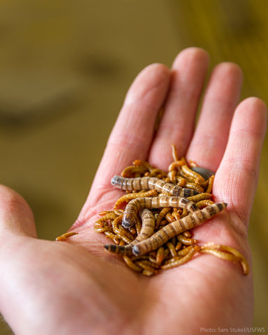 a hand holds mealworms