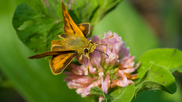 A small skipper sits on a native clover