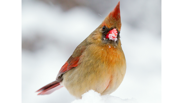 a female Northern Cardinal sits in the snow