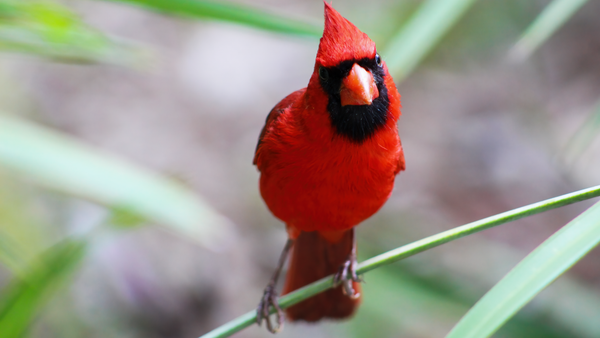 a Northern Cardinal sits on a green plant in Florida