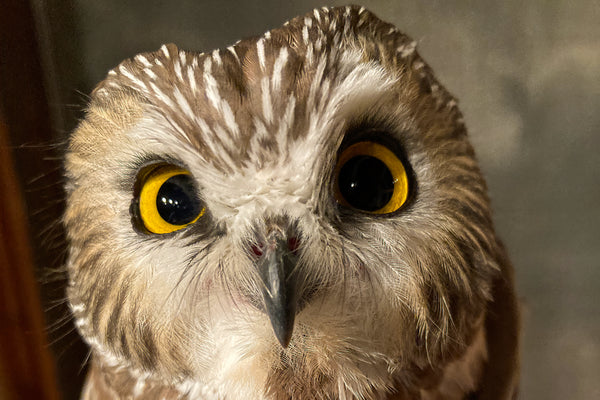 Close-up of a Northern Saw-whet Owl.