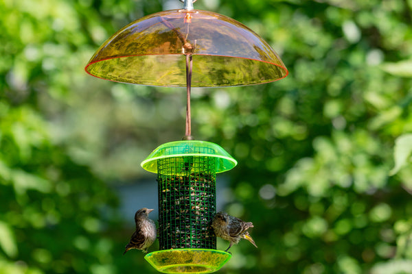 pine siskins sit atop a color pop seed feeder