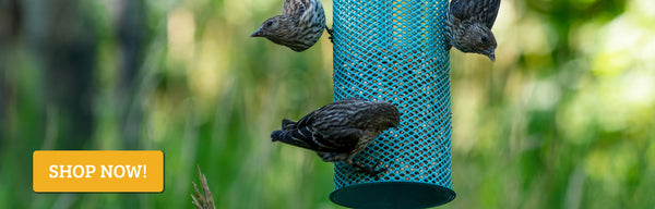 three small brown birds (pine siskin) feed on a green feeder with small seeds (nyjer) inside