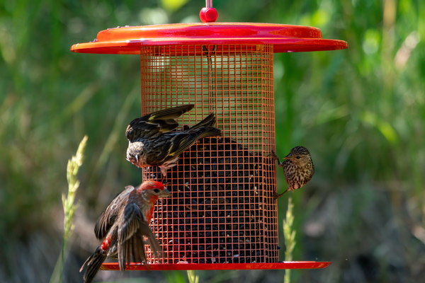 a group of birds (two pine siskin and one house finch) fight on a bright red mesh feeder