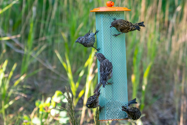 a group of small brown birds (pine siskins) feed on a green and orange mesh feeder