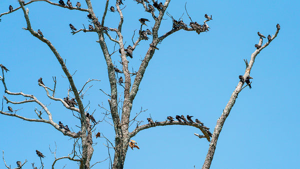 A large number of Purple Martins roost together.