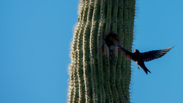 A Purple Martin comes in to land at its nesting cavity in a saguaro.