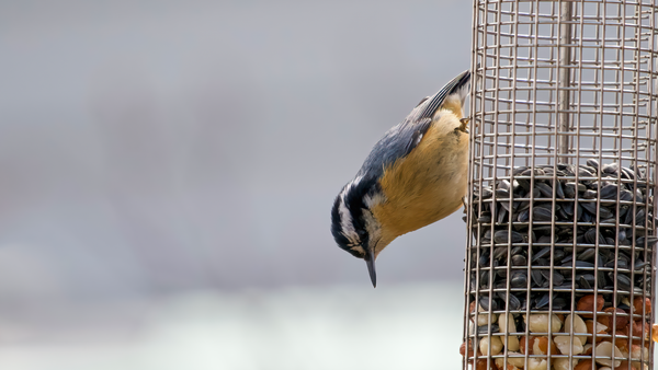 a red-breasted nuthatch sits on a birds choice mesh feeder