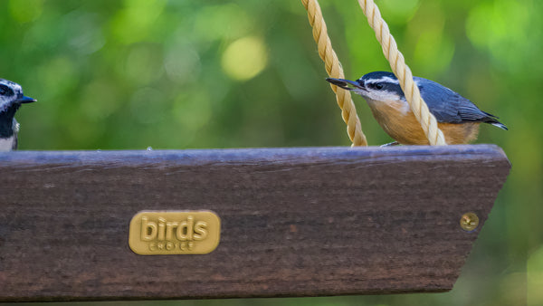 red breasted nuthatch sits on a platform feeder with a seed