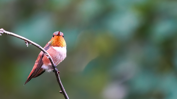 rufous hummingbird male is sitting on a stick