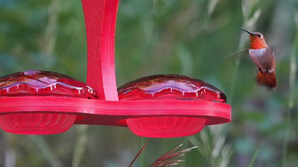 rufous hummingbird male visiting a Birds Choice feeder