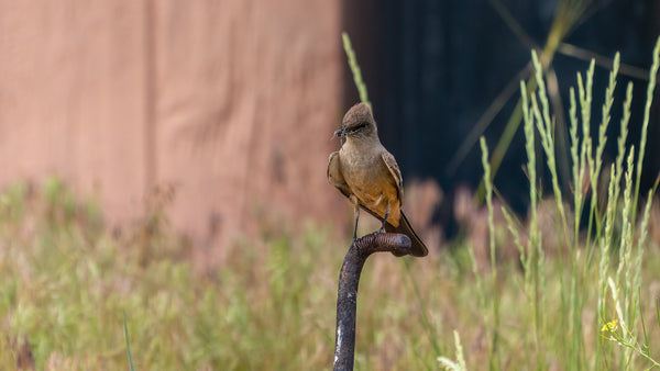a say's phoebe carries an insect to its nest