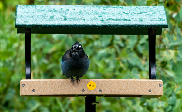 a steller's jay sits in a birds choice taupe recycled fly thru bird feeder