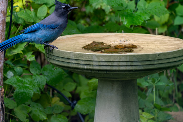 Steller's Jay on Birds Choice birdbath with drip system