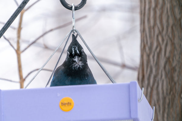 A Steller's Jay sits in a Birds Choice lavender hanging platform feeder.