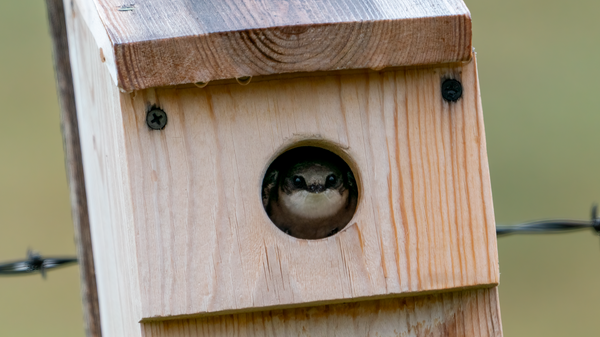 a tree swallow emerges from a nestbox