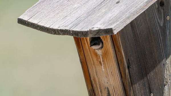 a tree swallow peeks out of a swallow box