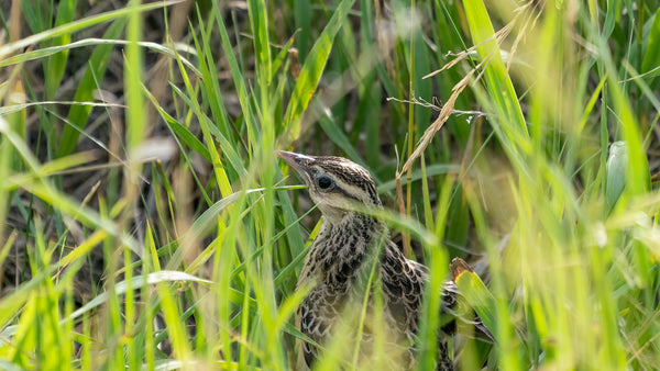 western meadowlark fledgling in tall grass