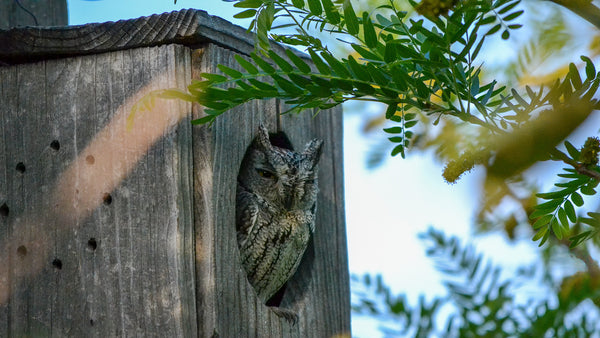 a western screech owl sits in an owl box