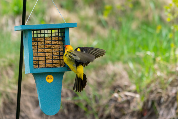 A Western Tanager enjoys some Birds Choice suet.