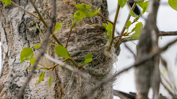 yellow warbler nest