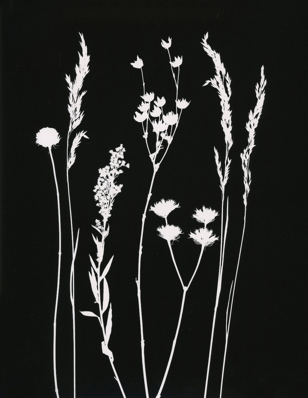 Florigin Wildflowers Photogram – artterra