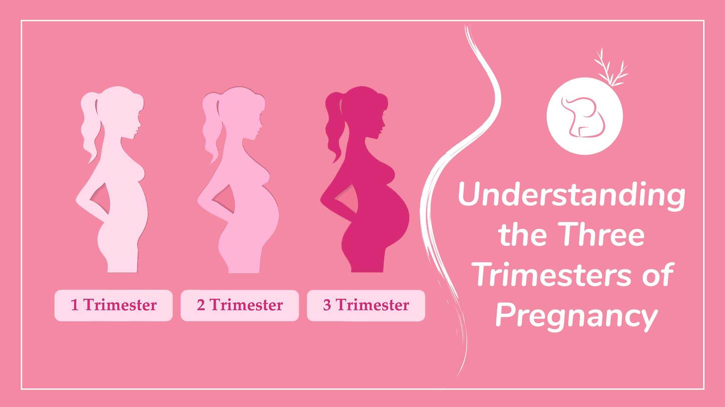 Understanding The Three Trimesters Of Pregnancy Tiny Lane 