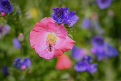 Eine Honigbiene bestäubt eine Wildblüte.