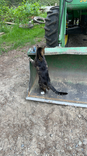 Combat Kitty inspecting the tractor