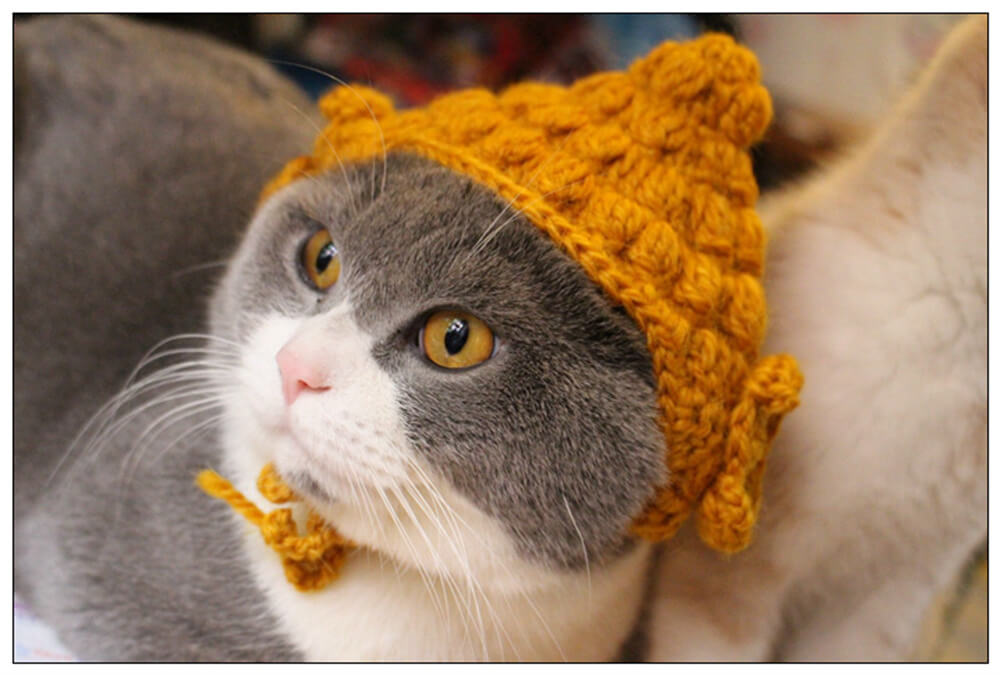 Chapeau de chat Bouddha